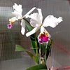 Cattleya Eva´s Fabula Contigo (labiata SA x rex)